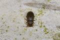 Choragus sheppardi